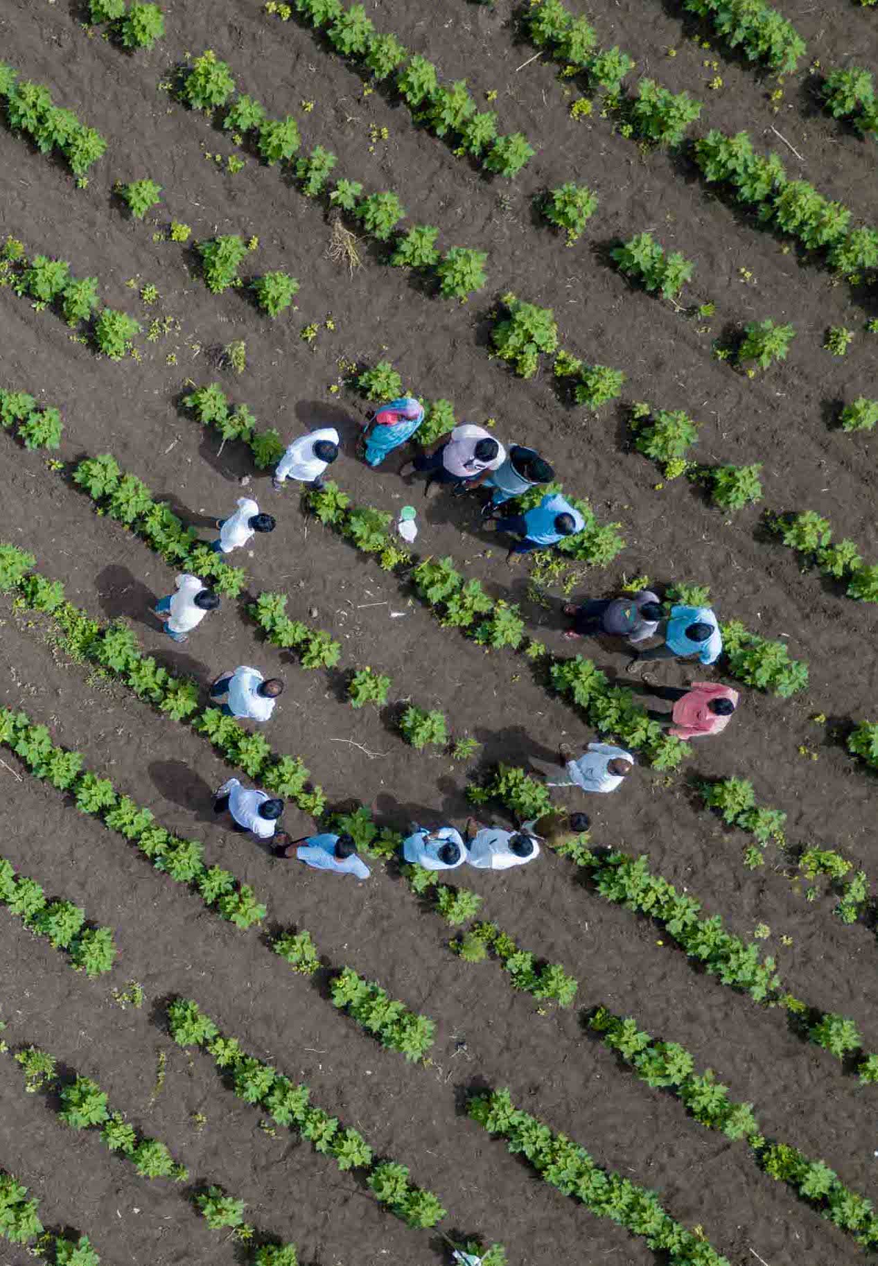 Cotton farmers