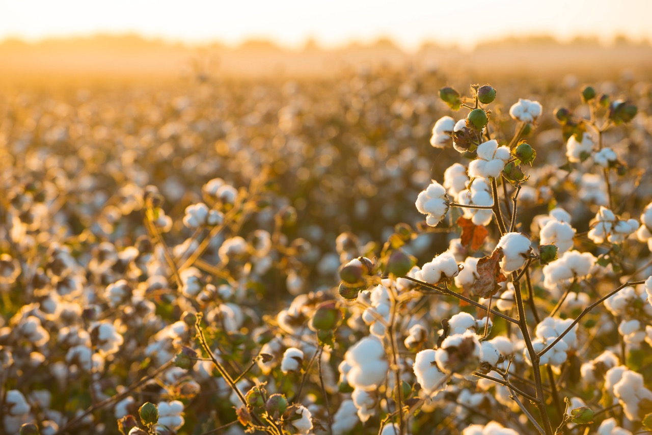 cotton field