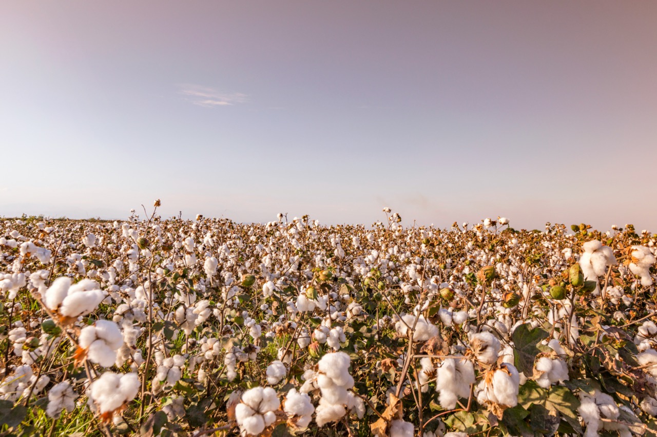 Cotton field