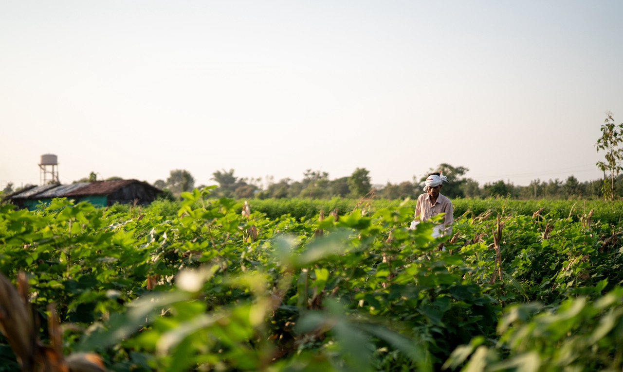 Cotton field