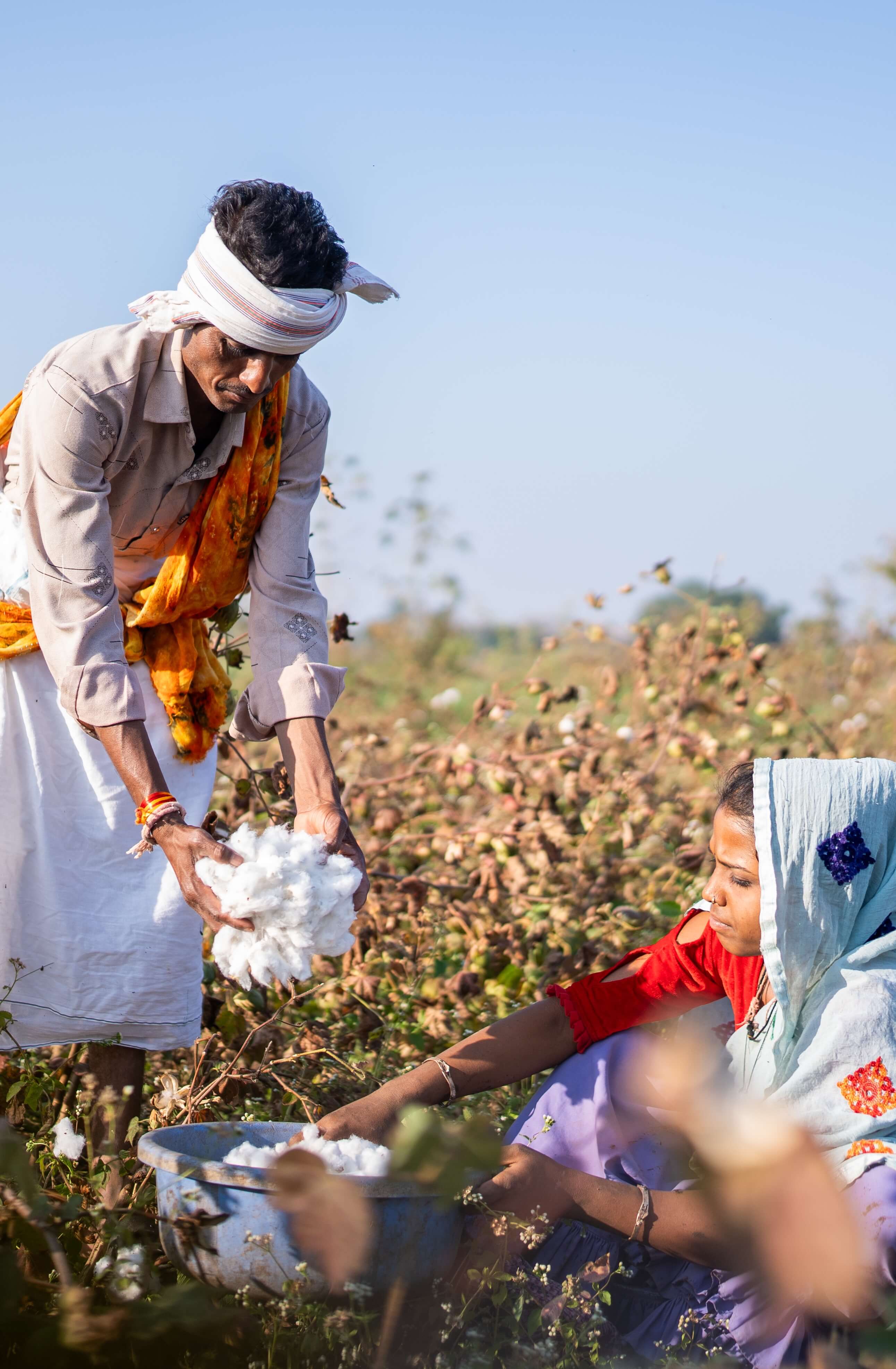 Cotton farmer