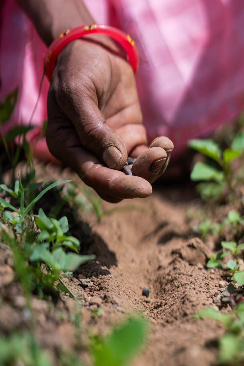 Cotton farmer