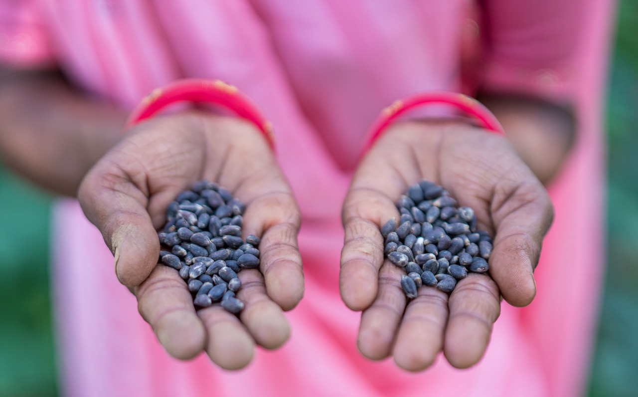 Cotton seeds