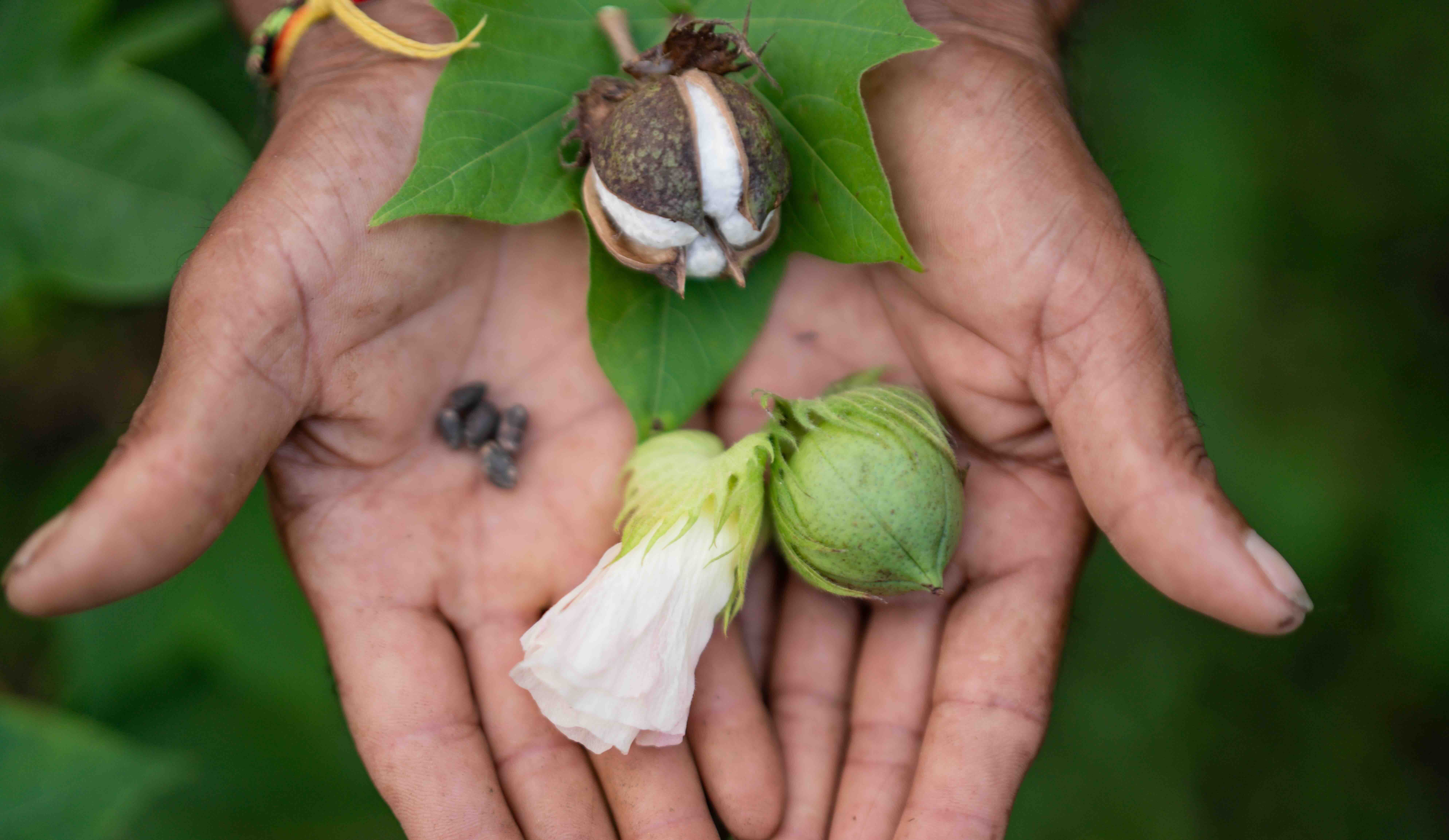 Cotton farmer