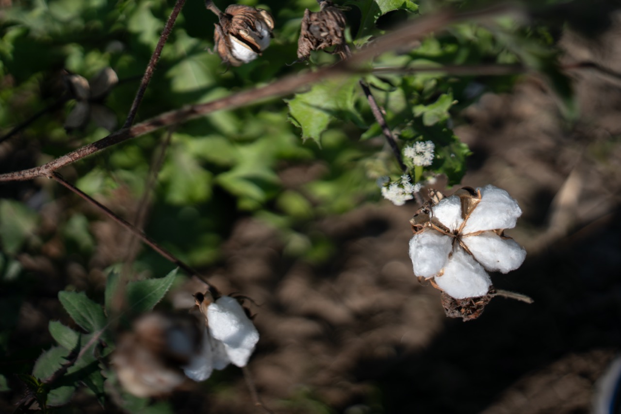 Cotton field