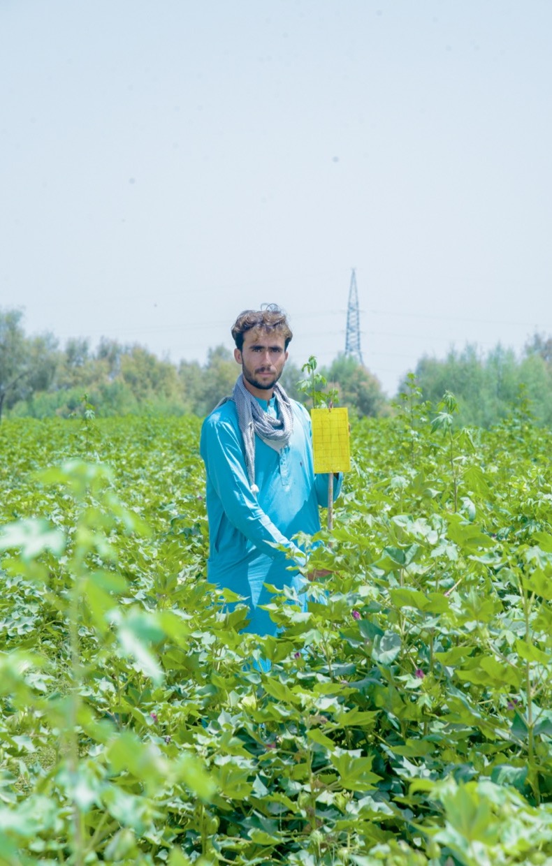 Cotton farmer