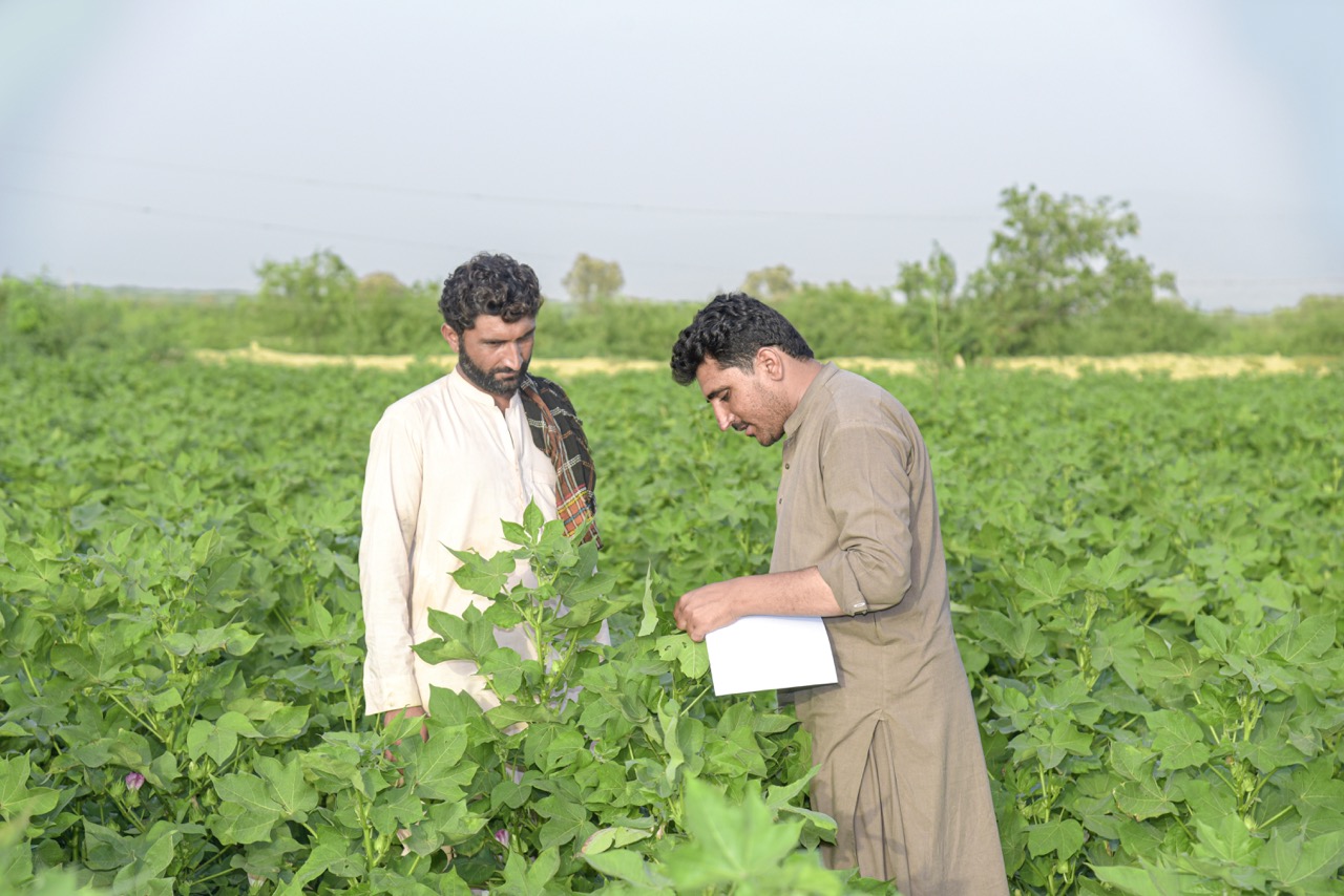 Cotton farmer