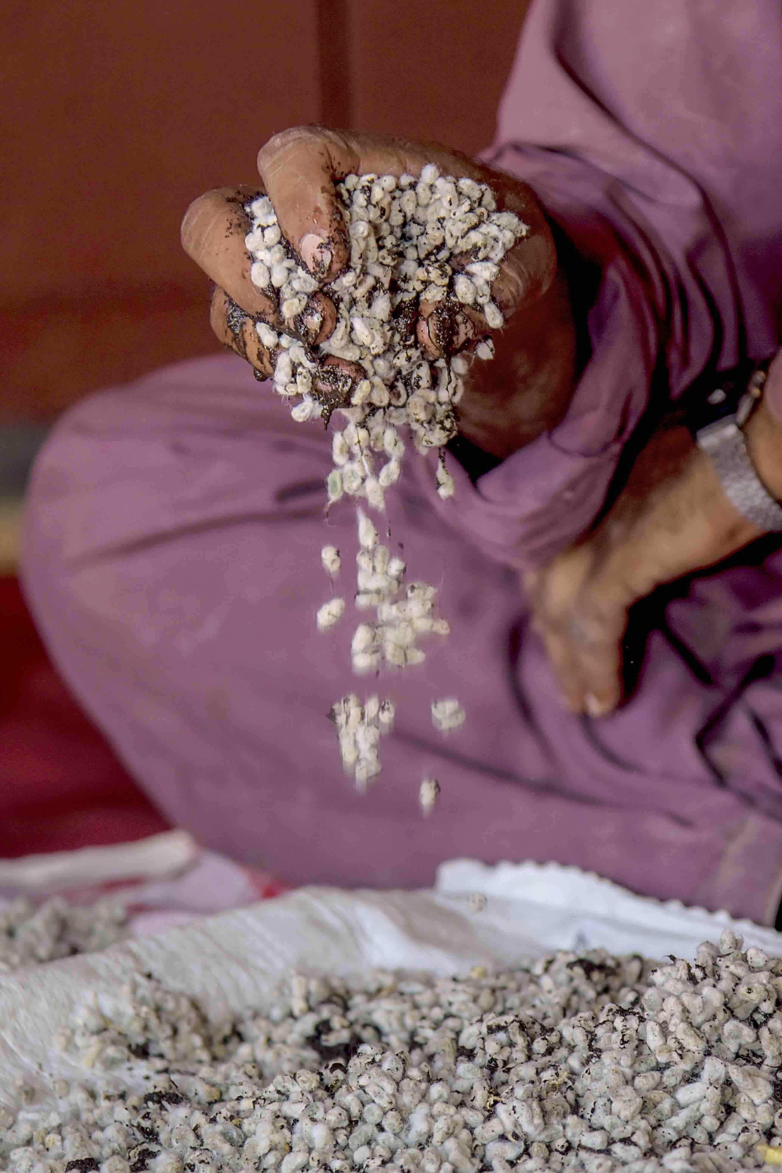 Cotton farmer