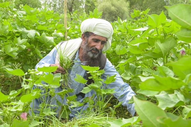 cotton farmer